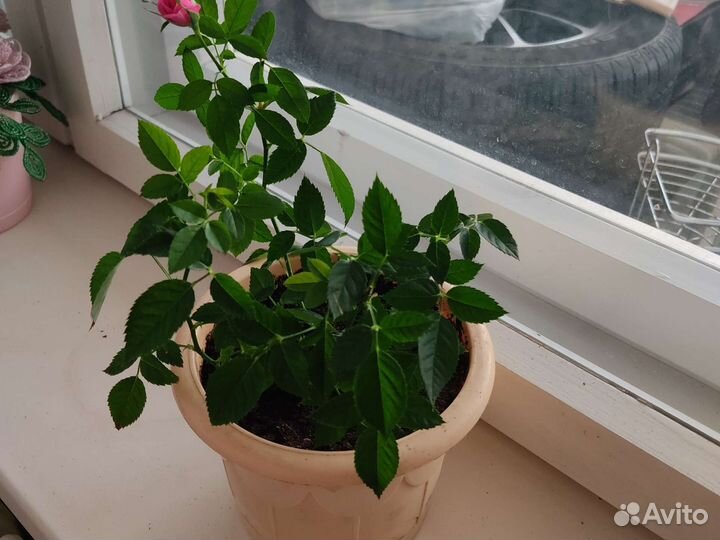 Красивая розочка в горшочке