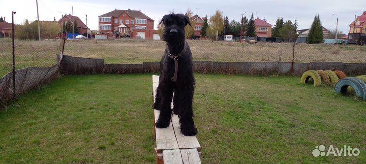 Вязка. Кобель Ризеншнауцер. С документами