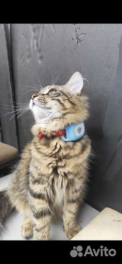Gps трекер для кота, собаки