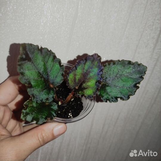 Бегонии декоративно лиственные