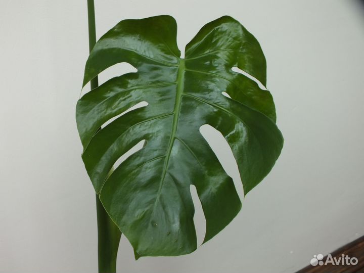 Монстера деликатесная