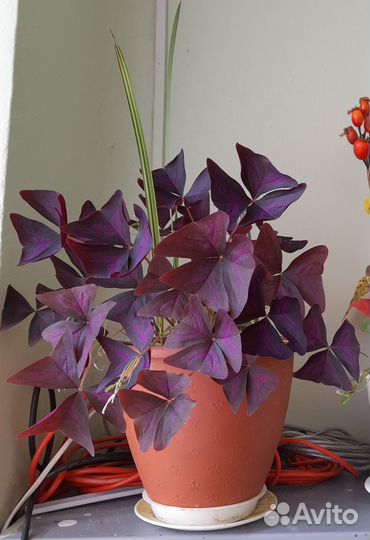 Комнатные цветы