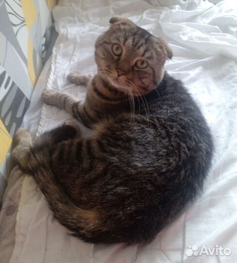 Котик ищет кошечку