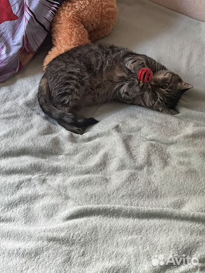 Отдам кота в добрые руки