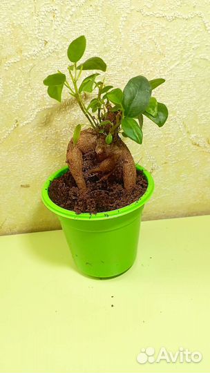 Фикус микрокарпа гинсенг