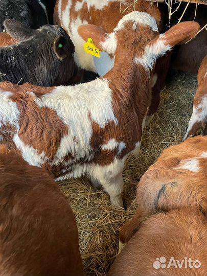 С Бычки телята на откорм