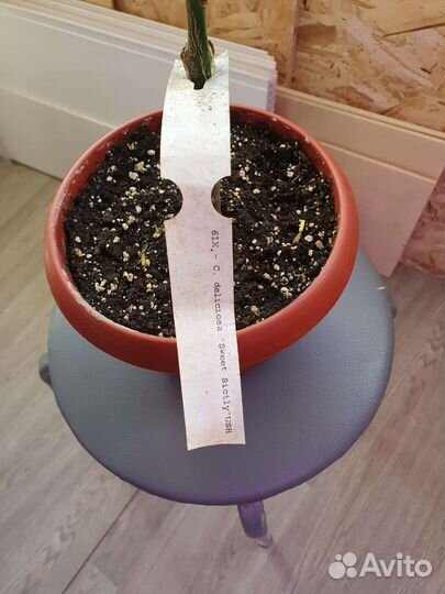 Цитрусовые растения плодоносящие