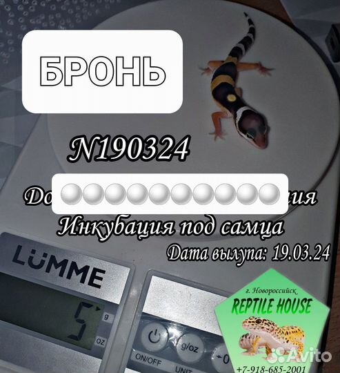 Эублефары малыши