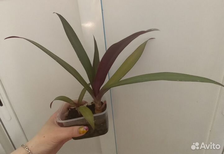 Традесканция разноцветная (Рео, роео)