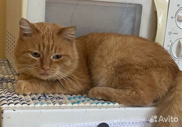 Особенный котик