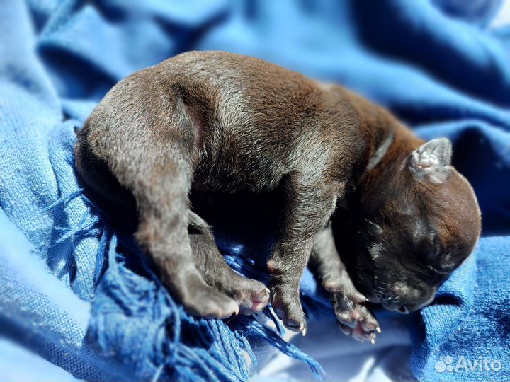 Пит-Буль-Тельер