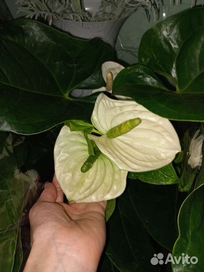 Антуриум Аляска