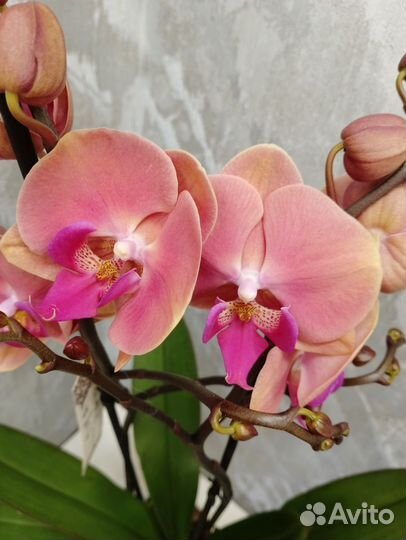 Цветущая орхидея Фелиция