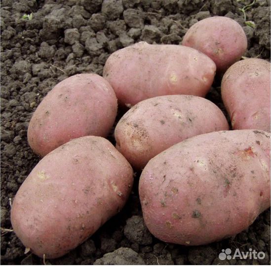 Продам картофель