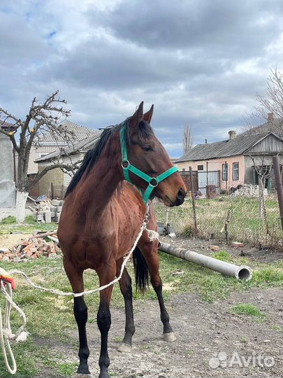 Полукровный жеребчик