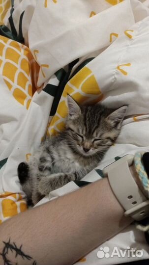 Котенок бесплатно
