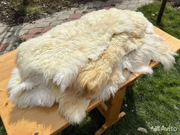Овечьи шкуры белые не стриженные