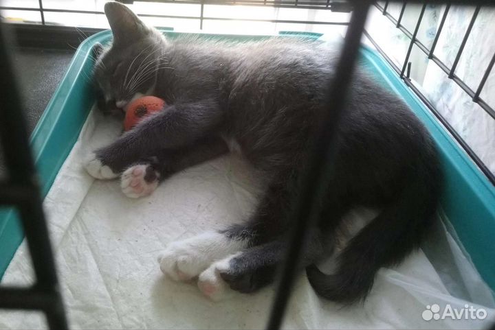 Митя в добрые руки