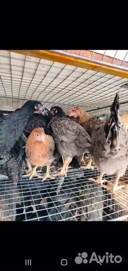 Куры несушки, молодка, утки, гуси, бройлер