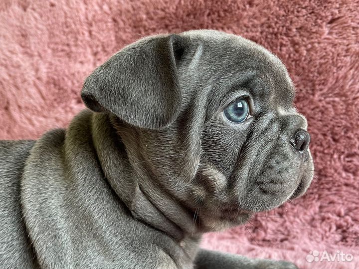 Французский бульдог голубой с изабеллой и какао