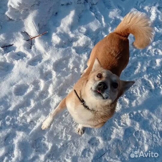 Досе нужен дом. Приют Пес и Кот