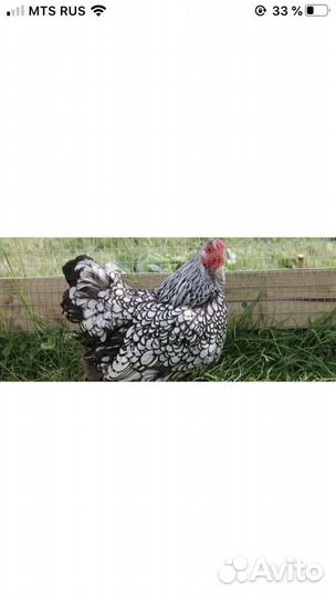 Петух Виандонт золото