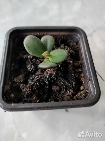 Толстянка (денежное дерево)