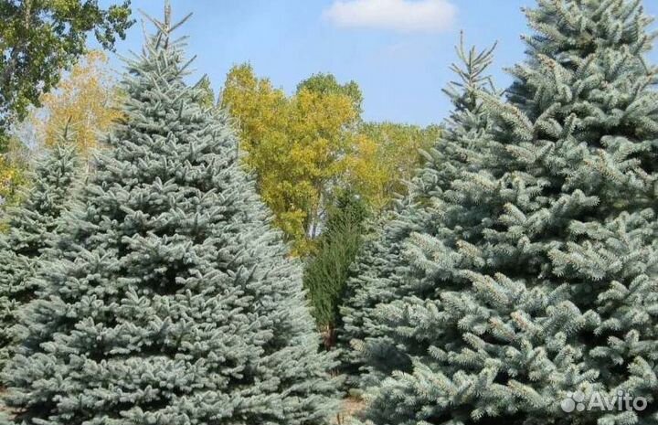Крупномер голубой ели