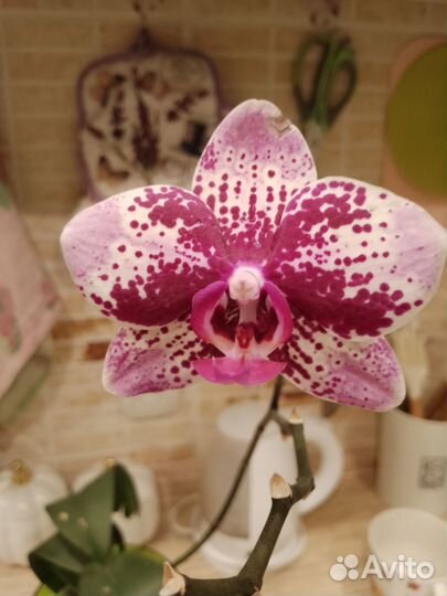Орхидея фаленопсис