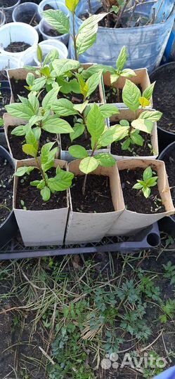 Сирень венгерская саженцы