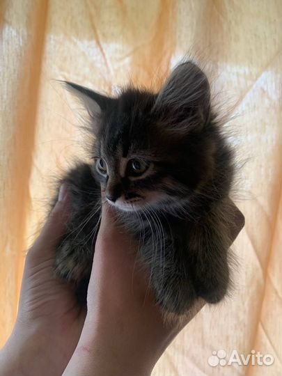 Котёнок