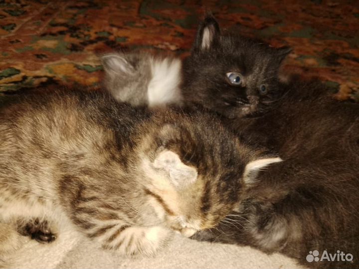 Котята в добрые руки бесплатно