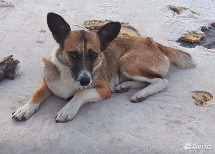 Гавкуша в добрые руки