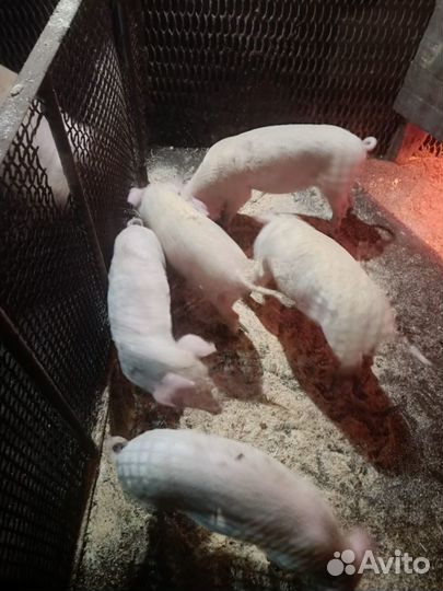 Поросята ландрас