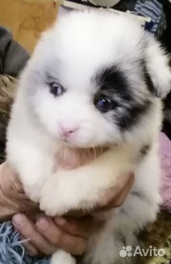 Померанский шпиц мини