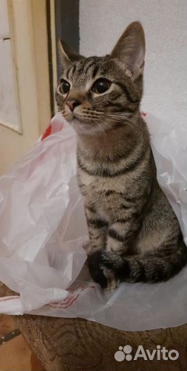 Котята, мальчишк и девочка, 6 месяцев