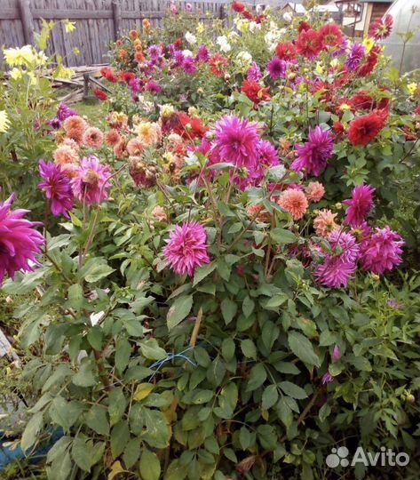 Георгины клубни