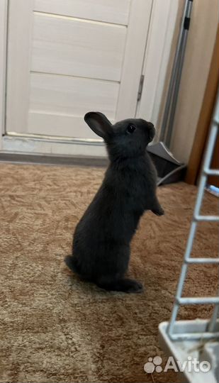 Карликовый кролик