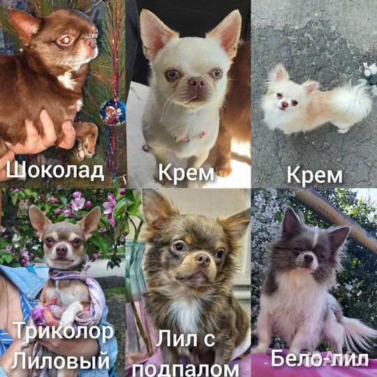 Вязка 6 кобелей