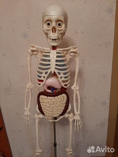 Макет скелета человека Артём