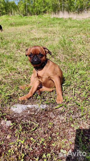 Пти брабансон