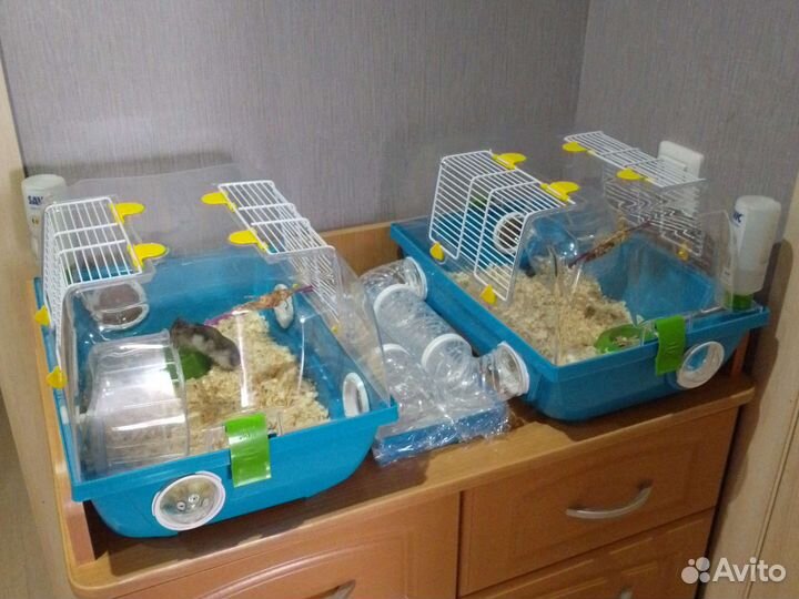 Клетки с джунгариками