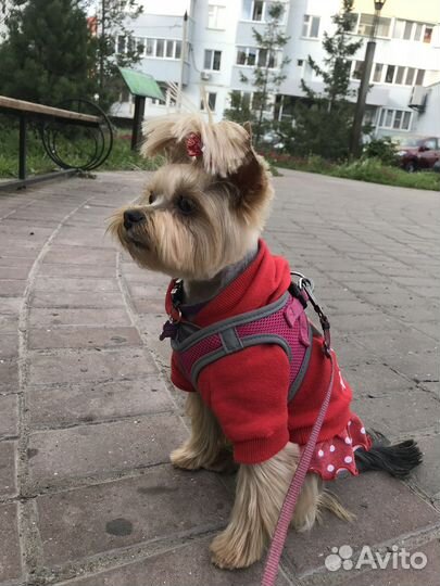 Одежда для маленьких собак