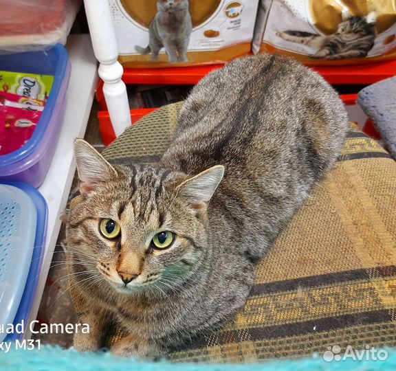 Котик подросток