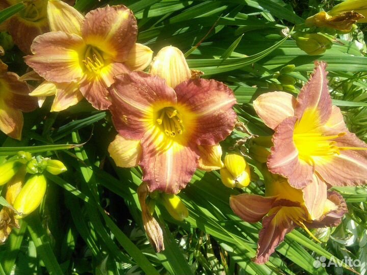 Многолетники ирис болотный,хосты, лилейник