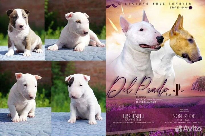 Миниатюрный бультерьер щенки