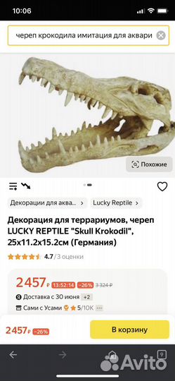 Череп крокодила