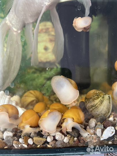 Улитки аквариумные ампулярии