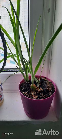 Продам цветок китайский лук лечебный