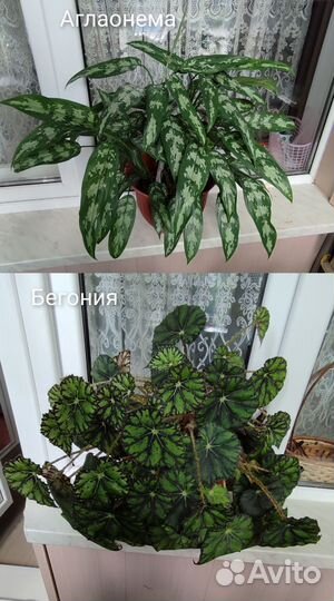 Комнатные растения цветы взрослые.Драцена,замик